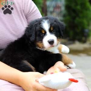 Sir Walter, Bernese Mountain Dog Puppy